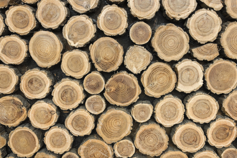 Рослесхоз с 25 июля ужесточит правила перевозки древесины